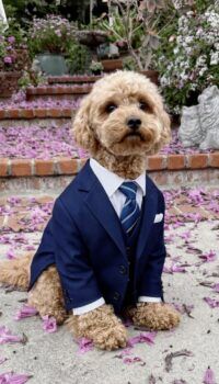Biscuit Goldberg